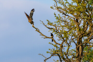Common Buzzard taking flight closly watched by a magpie. County Durham, England, UK.