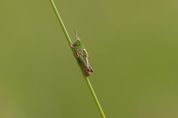 Common Green Grasshopper climbing a blade of grass. County Durham, England, UK.