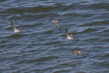 waders