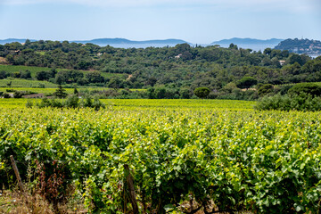 Landscape of French Riviera, view on hills, houses and green vineyards Cotes de Provence, production of rose wine near Saint-Tropez and Pampelonne beach, Var, France