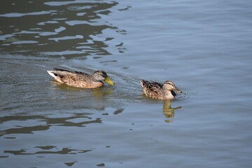 mallard duck birds pair in water