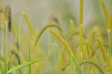 field of grasses foxtail bristlegrass