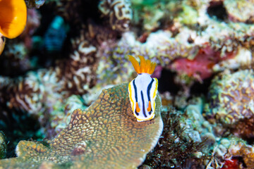 PG Island, Oriental Mindoro Province, Philippines - Close-up of marine life