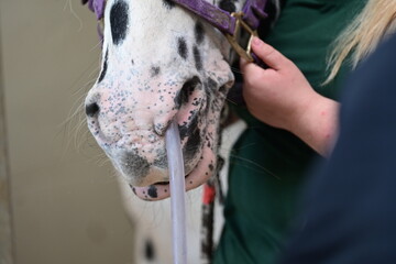 In der Pferdeklinik, Kolikerbehandlung, Magensonde wird geschoben © Grubärin