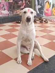 Indian Lovely Faithful Intelligent Bharatiya Street Dog with Tilak on his Forehead on the occasion of Rakshabandhan Festival In India