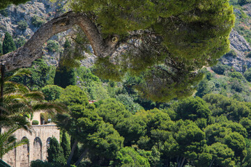 Mediterranean pine branches frame a stone bridge in Èze, French Riviera. Verdant hillside and traditional architecture create a serene, nature-rich travel and landscape composition.