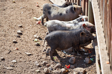 barnyard with pigs and goats