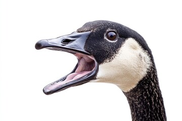 Obraz premium Angry Goose. Canadian Goose Expressing Aggressive Action with Open Mouth