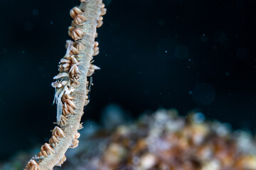 PG Island, Oriental Mindoro Province, Philippines - Close-up of marine life