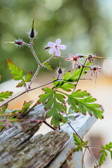 Lila Rosa Blume im Hintergrund ein schönes grün blaues bookeh
