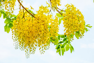 Golden shower flower or Indian laburnum on light sky background.