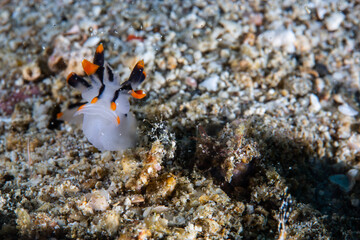 PG Island, Oriental Mindoro Province, Philippines - Close-up of marine life