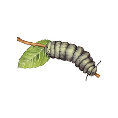 A caterpillar eating leaf watercolor vector illustration, white background