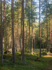 landscape in sunny summer