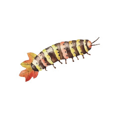 Watercolor caterpillar in leaf maple vector illustration, white background