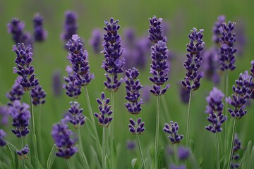 Fototapeta premium A close-up shot of purple lavender flowers blooming in a field.