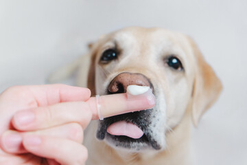 Dental problems in dogs. Toothpaste on a finger close-up.