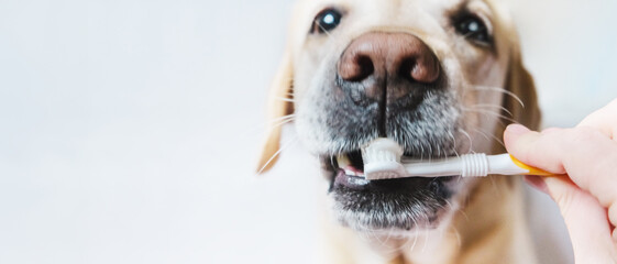 Dental problems in dogs, close-up of a toothbrush, selective focus. Banner