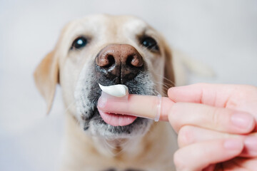 Dental problems in dogs. Toothpaste on a finger close-up.