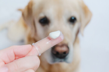 Cleaning teeth for pets. Toothpaste close-up.