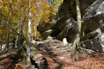 In a picturesque autumn forest, there are fallen trees and rocks with scattered stones. Hiking in nature. Tourist natural yellow-orange landscape