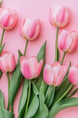 Fototapeta premium A flat lay of pink tulips with green stems arranged on a pink background.