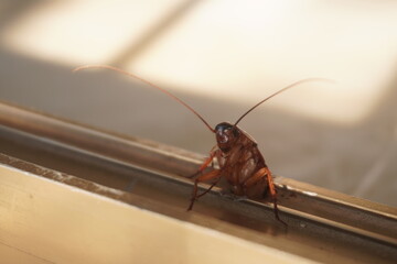 Cockroach stuck halfway in window frame
