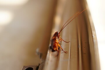 Cockroach stuck halfway in window frame