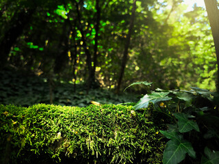 Green moss in forest background. Backdrop for displaying products.