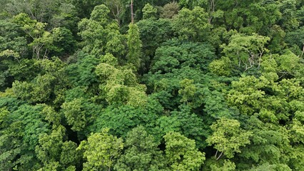 Aerial view the Tropical forest Healthy environment green tone 