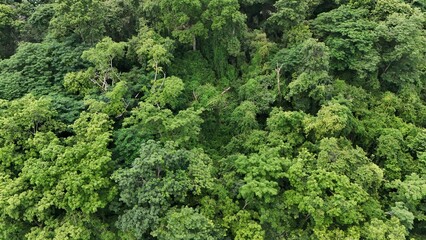 Aerial view the Tropical forest Healthy environment green tone 