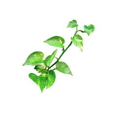 Branches, leaves isolated on transparent background