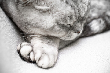 scottish straight cat is sleeping. Close-up of the muzzle of a sleeping cat with closed eyes. Against the backdrop of a light blanket. Favorite pets, cat food.