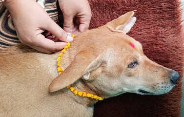 Indian pariah original breed dog with tilak and rakhi on the occasion of rakshabandhan spreading awareness for animals worldwide