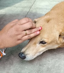 Blind Indian pariah original breed 25000 years old authentic bred dog with tilak and rakhi on the occasion of rakshabandhan spreading awareness for animals worldwide