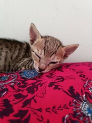 Indian Original Domestic Cat baby kitten Sleeping Peacefully on Bed