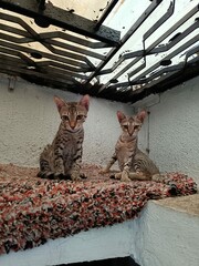 Indian Community Stray Cats Original Breed Highly Intelligent Empathetic, Playful, Joyous Animal Domestic Cats