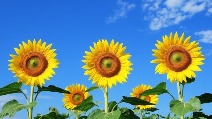 Sunflowers Blooming Under a Blue Sky