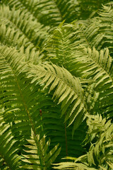 Ostrich fern leaves