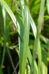 Pendulous Sedge leaves