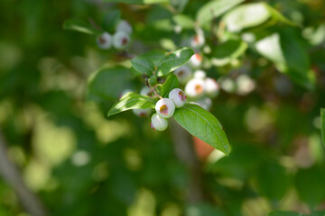 Blueberry Brigitta Blue immature fruit