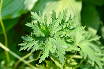 White meadow cranesbill leaves
