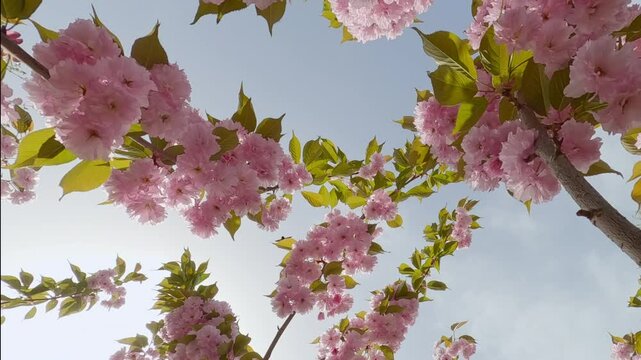 Bloom pink cherry blossoms tree of double flowers sakura Kanzan, camera moves down between the branches towards moving away from the crown, Backlit (Contre-jour), bottom view