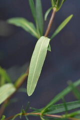 St Johns wort Gemo leaf