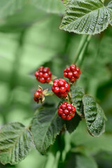 Blackberry Chester branch with immature fruit