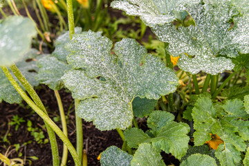 White plaque on leaves of zucchini. Powdery mildew. Diseases of squash