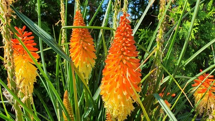 Sweden. Kniphofia uvaria is a species of flowering plant in the family Asphodelaceae, also known as...