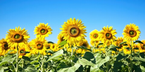 Fototapeta premium Sunflowers in a field on a sunny day.