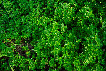 Mint in a Spring Garden
