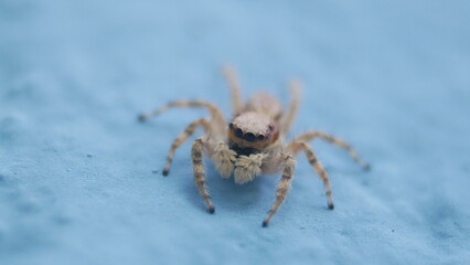jumping spider
